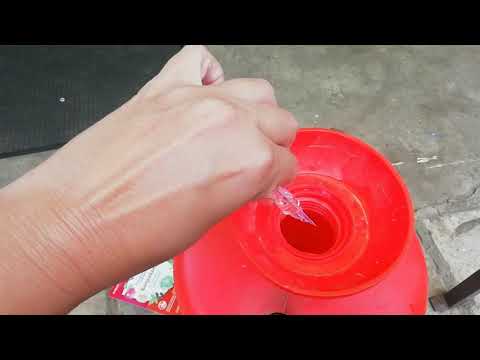 Видео: ТРИПСЫ НА ЛИЛЕЙНИКАХ И НЕ ТОЛЬКО . КАК ИЗБАВИТЬСЯ ОТ ТРИПСОВ .КАКИЕ Инсектициды ВЫБРАТЬ .