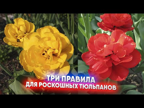 Видео: Три правила для роскошных тюльпанов