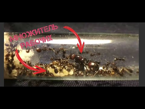 Видео: Имперцы выжили и нашли территорию... Messor barbarus