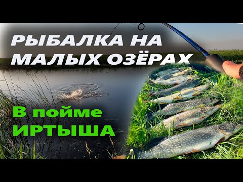 Видео: В этом озере ТОННЫ щуки! Рыбалка на малых озёрах в пойме Иртыша. #рыбалка #fishing #спиннинг