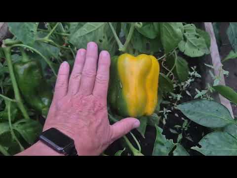 Видео: 327. Дудка-пердушка из кабачка. Хожу по огороду.
