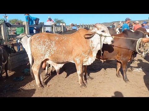 Видео: 8 октября ￼ Ярмарка крупного рогатого скота в Кампина-Гранди ￼