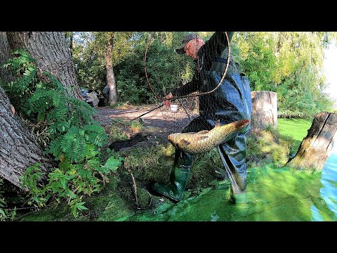 Видео: Рибалка на Коропа на Бабусині снасті. Дніпро це Топ!