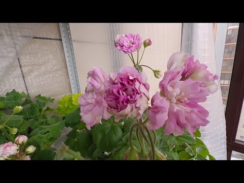 Видео: С весенним праздником!