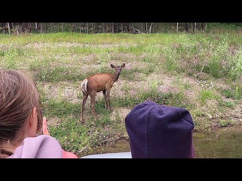 Видео: Почему он не убежал!???🤷‍♂️😲 Неожиданная встреча на семейной рыбалке! Рыбалка на спиннинг