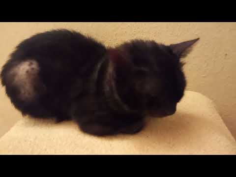 Видео: #Кот #Маркиз пошёл на поправку #pets #cat #лечиекота