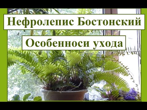Видео: Нефролепис Бостонский (папоротник). Особенности ухода за растением.