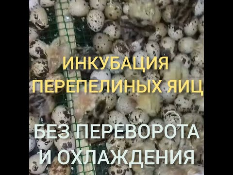 Видео: Инкубация перепелиных яиц без переворота.