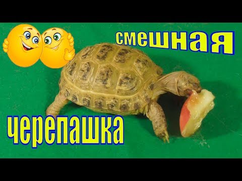 Видео: Как определить возраст черепахи/ Смешная черепаха