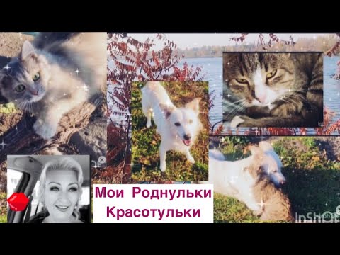 Видео: НАШИ 8 КОТОВ И СОБАКА🙆‍♀️СЕМЬЯ❤️На Днепре❤️Мама расходилась🤩