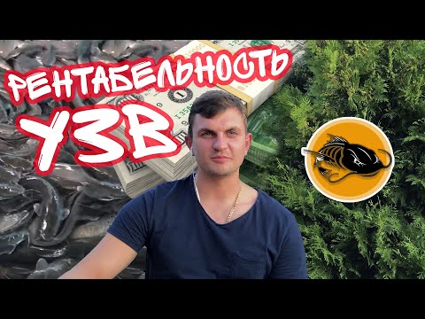 Видео: Рентабельность УЗВ | Catfish | Клариевый сом