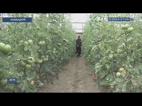 Видео: Қашқадарёда томорқадан самарали фойдаланиш