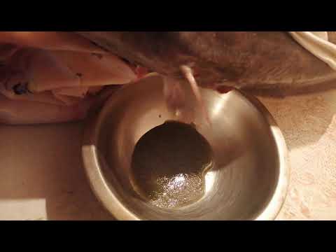 Видео: Инкубация икры клариевого сома. Размножение сома.