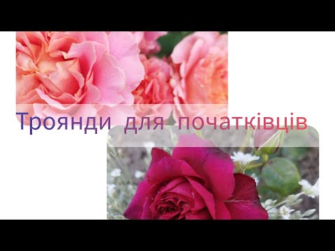 Видео: Троянди, які з мінімальним доглядом дарують максимум краси🌹