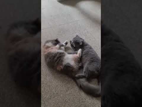 Видео: Идиллия❤️❤️❤️😽😽