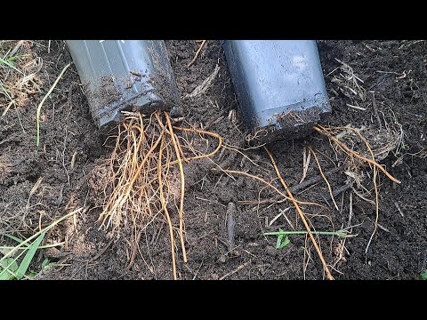 Видео: Микориза. Эксперимент с клематисами. Сад в августе.