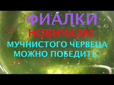 Видео: ФИАЛКИ. НОВИЧКАМ - мучнистого червеца можно победить!