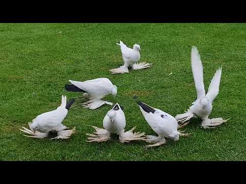 Видео: Персики. q