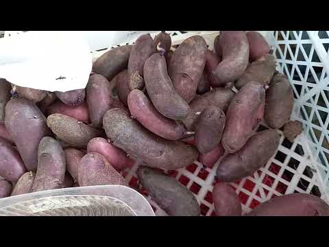 Видео: Достали картофель из подвала. Состояние клубней. Обзор сортов.
