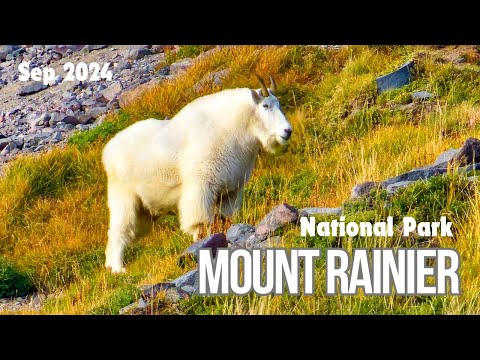 Видео: Mount Rainier / National Park / HUGE MOUNT GOAT / Sep 2024 / Маунт Рейнір / Штат Вашингтон