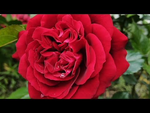 Видео: Приветы из лета 🐈‍⬛🌹🐈Красные и прекрасные 🌹💓🌹.Розы, в стиле, Кармен 💃🌹💃