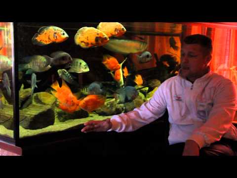 Видео: Аквариум 2300 литров: Ответы на Ваши вопросы.