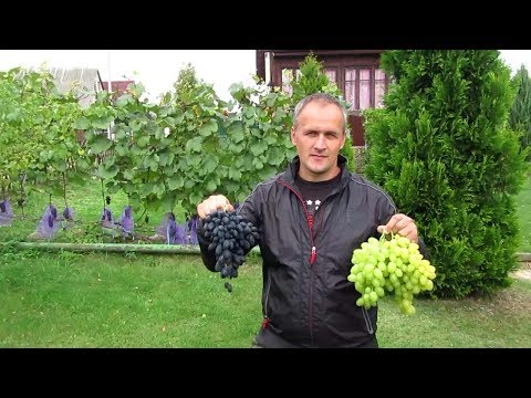 Видео: 🔴🔴Осенняя посадка винограда из школки. Подготовка посадочной ямы для винограда.