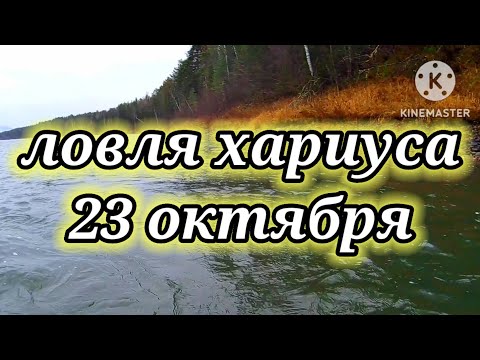Видео: Ловля хариуса в конце октября 👆 рыбалка на реке Бия