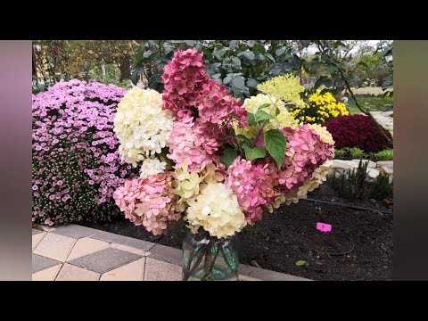 Видео: Обрезка метельчатой гортензии осенью, подготовка к зиме
