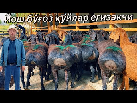 Видео: Йош егизакчи хисори бўғоз қўйлар тоззасидан боқинг