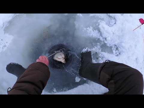 Видео: Видео отчет  27 02 2022 Белоярочка, Черемшана, безнасадка