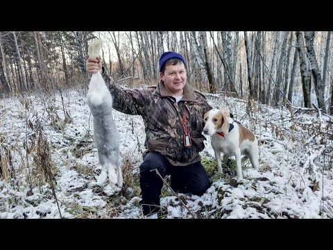 Видео: Охота с гончими