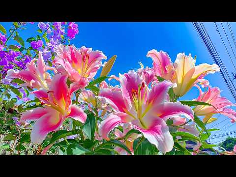 Видео: Лучшая релаксационная терапия 🍀 Избавьтесь от стресса ~ Ваш идеальный помощник для сосредоточения...