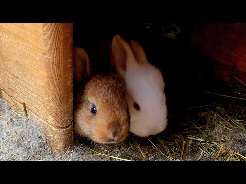 Видео: Первый выход крольчат.Мимимишности.