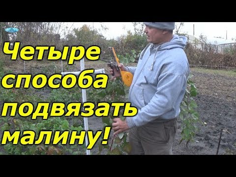 Видео: ОБРЕЗКА И ПОДВЯЗЫВАНИЕ МАЛИНЫ ОСЕНЬЮ.