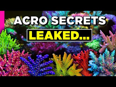 Видео: Как содержать акропоры | ВСЁ, что вам нужно знать