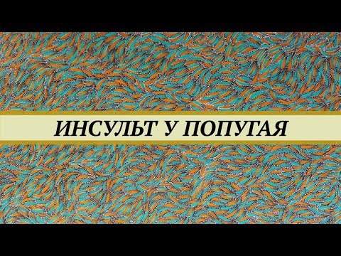 Видео: Инсульт у волнистого попугая. Признаки, лечение. Будет ли попугай летать после инсульта.