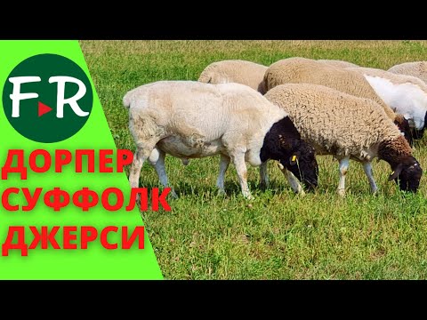 Видео: Органик ферма Greenside. Овцы породы дорпер и суффолк. Купка овец. Джерси на летней дойке.