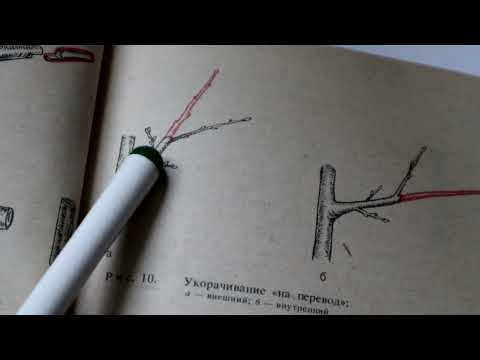 Видео: НА ЧЁМ ОСНОВЫВАЕТСЯ МОЯ ОБРЕЗКА. Методы обрезки сада.