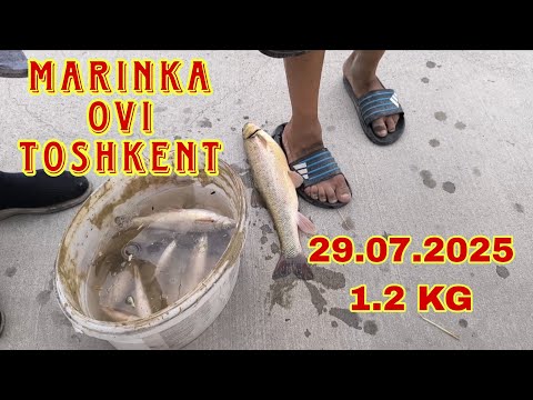 Видео: Marinka ovi Toshkent 29.07.2025.  Рыбалка в Ташкенте 29.07.2025. Балки ови
