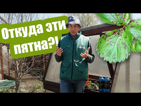 Видео: ПЯТНА на листьях клубники - это опасно?! Чем болеет клубника и как ее лечить