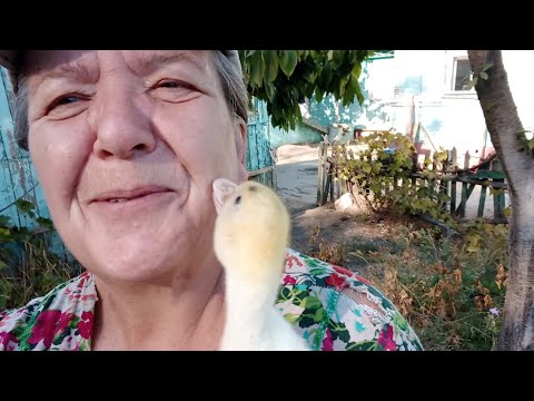 Видео: Кокоша встречает меня//Целовашкин//Ищу надёжных специалистов.