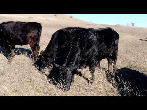 Видео: Коровы продолжают пастбищный сезон.