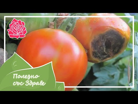 Видео: Домати - ВЪРХОВО ГНИЕНЕ