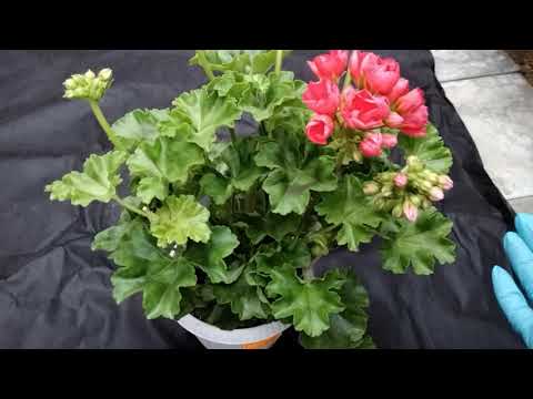 Видео: #142.Red Pandora образумилась! И теперь она мне нравится!