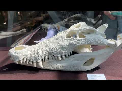 Видео: Zoo Dresden/ Зоопарк Дрезден/ июнь 2024