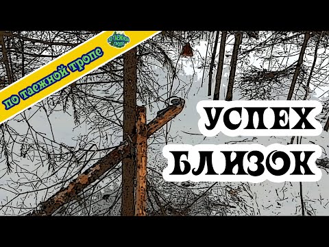 Видео: Охота. Соболь. Жизнь в тайге.