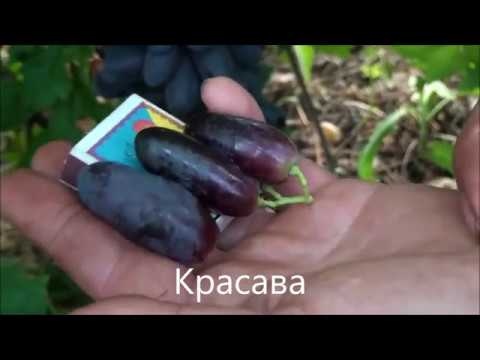 Видео: Красава