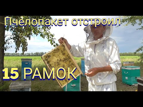 Видео: Отстройка новых рамок . Сколько вощины отстроил пчелопакет .