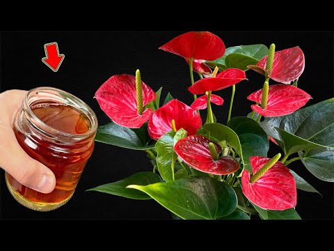 Видео: Просто полейте его один раз! Внезапно слабый антуриум цветет как стрела!